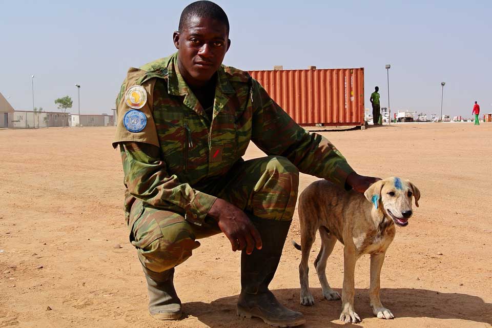How animals are harmed by armed conflicts and military activities