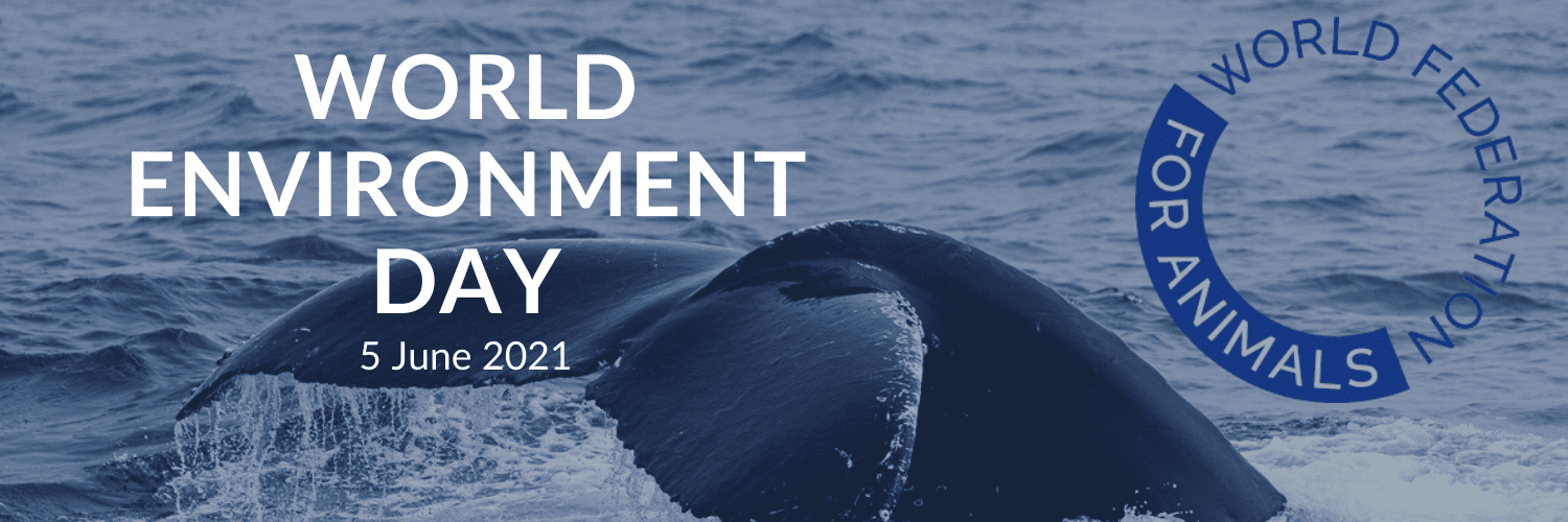 Whale's tail in the water with the text 'World Environment Day: 5 June 2021' overlaid