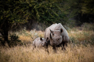 Rhinos