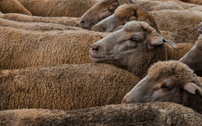 Exporting animals around the world for slaughter – wrong on so many levels