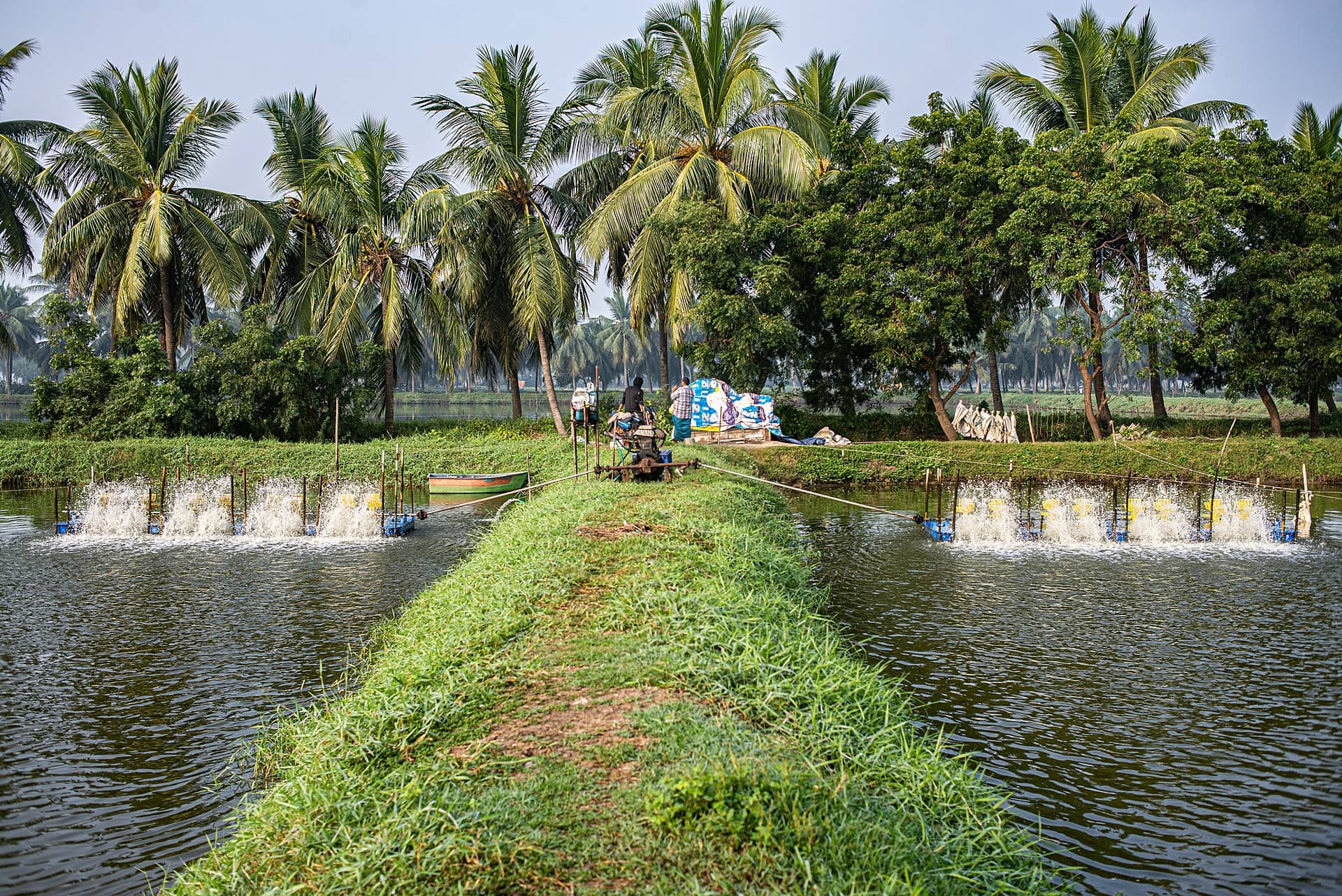 Turbines are run on an Indian aquafarm to aerate the rearing pond water with oxygen. 