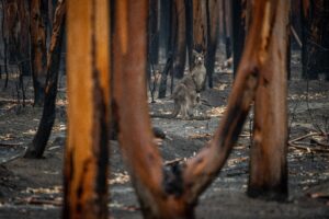 Jo Anne Mcarthur Oitd52ffuu0 Unsplash