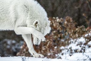 An Arctic Wolf Uses A Paw To Rub Their Face At The Arcturos Environmental Centre And Bear Sanctuary In Greece. This Wolf Was Rescued From A Circus In Canada And, Due To Problems Arising From Being Brought Up In Captivity, Lacks The Necessary Social Skills To Survive On Their Own. Unable To Be Released Into The Wild, They Will Need To Spend The Rest Of Their Life At The Sanctuary. Florina, Nymfaio, Greece, 2021. Odysseas Chloridis / We Animals Media