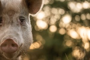 Lavande At Sunset At Groingroin Refuge In France. Lavande And Her Two Sisters Capucine And Violette Were Rescued As Piglets From An Industrial Farm In 2015. Groingroin Was Called By One Of The Farm Employees To Rescue Their Mother, Fleur As She Had A Broken Leg And A Bad Infection. Unfortunately, Fleur's Infection Was Too Severe And She Didn't Survive. The Three Siblings, Who Are Now 7 Years Old, Are Living Their Best Life At The Sanctuary.