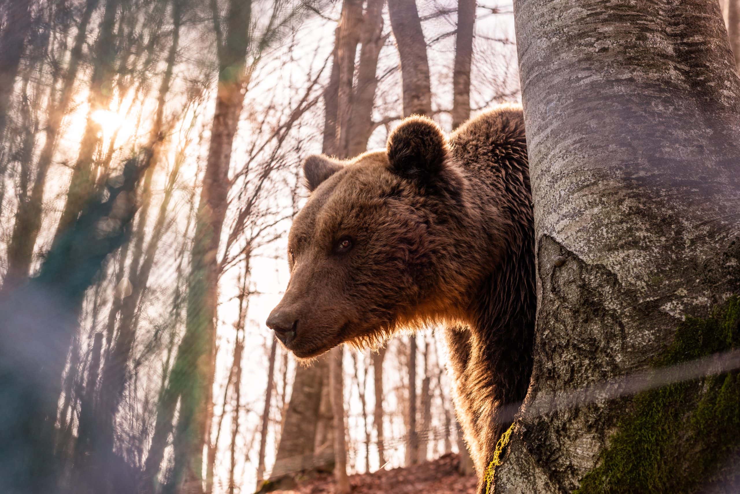 A Brown Bear At The Arcturos Environmental Centre And Bear Sanctuary In Greece. The Sanctuary Primarily Takes Care Of Injured And Mistreated Individuals Who Usually Cannot Be Released Into The Wild. Such Bears Have Suffered Severe Injuries Or Have Social Skills Problems From An Upbringing In Captivity And Would Not Survive On Their Own. Florina, Nymfaio, Greece, 2019. Odysseas Chloridis / We Animals Media