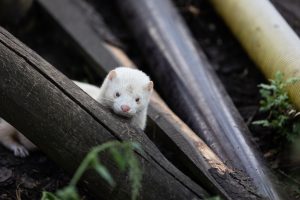 A Female Mink Named Monika Explores Her New Enclosure At The Szopowisko Sanctuary. She Was Rescued By Residents Near An Industrial Farm In Western Poland Where About 50,000 Mink Are Bred And She Has Now Found A New Home In The Sanctuary Founded By Veterinarian Grzegorz Dziwak Where She Lives With Other Rescued Minks. Szopowisko Sanctuary, Le?na, Silesia, Poland, 2022. Andrew Skowron / We Animals Media