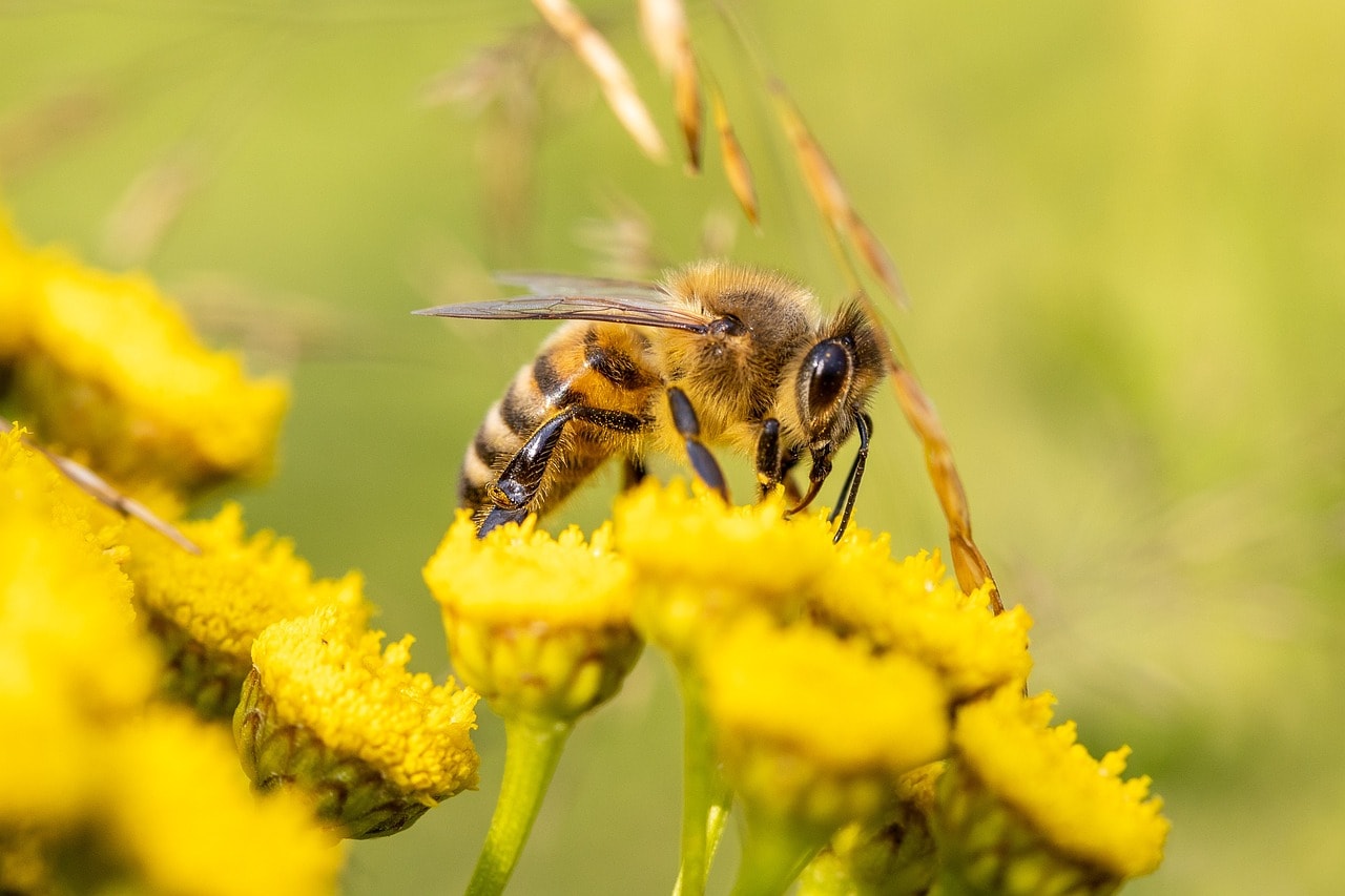 Honey Bee on some flowers 6506809 1280