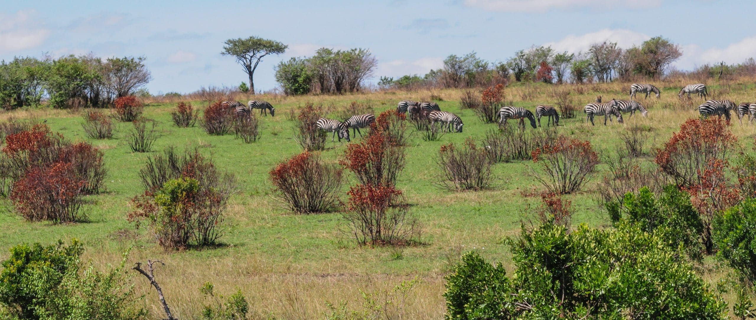 Wild Zebras And An Elephant In Kenya.