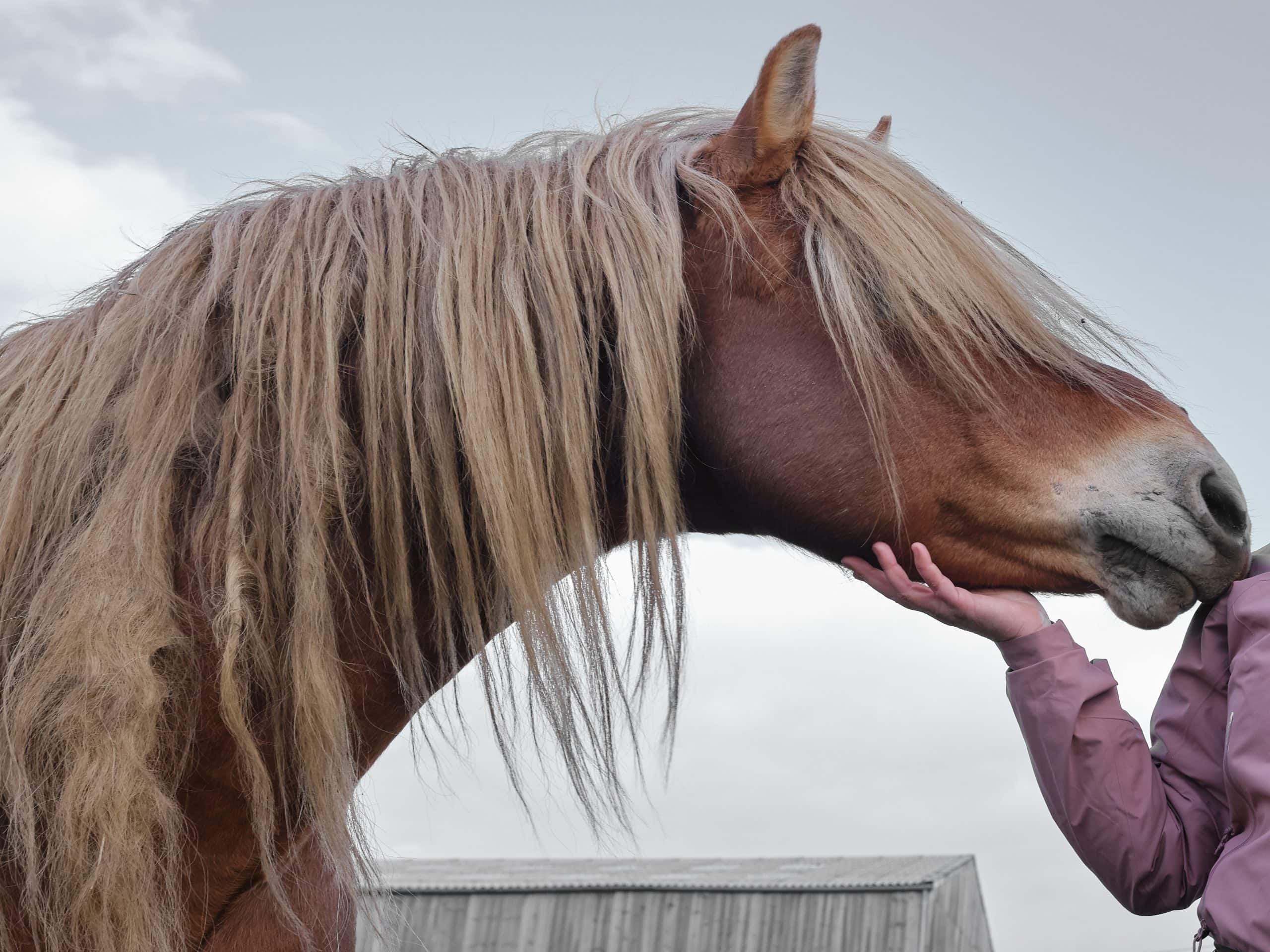 Equine Behaviorist Caroline Raillard Establishes A Relationship Of Trust With Pepito. Pepito Suffers From Progressive Blindness And Hearing Loss, Rendering General Handling Of Him Difficult For Veterinarians And Staff. Refuge De L'arche, Château Gontier Sur Mayenne, France, 2022. Nathalie Merle / We Animals Media