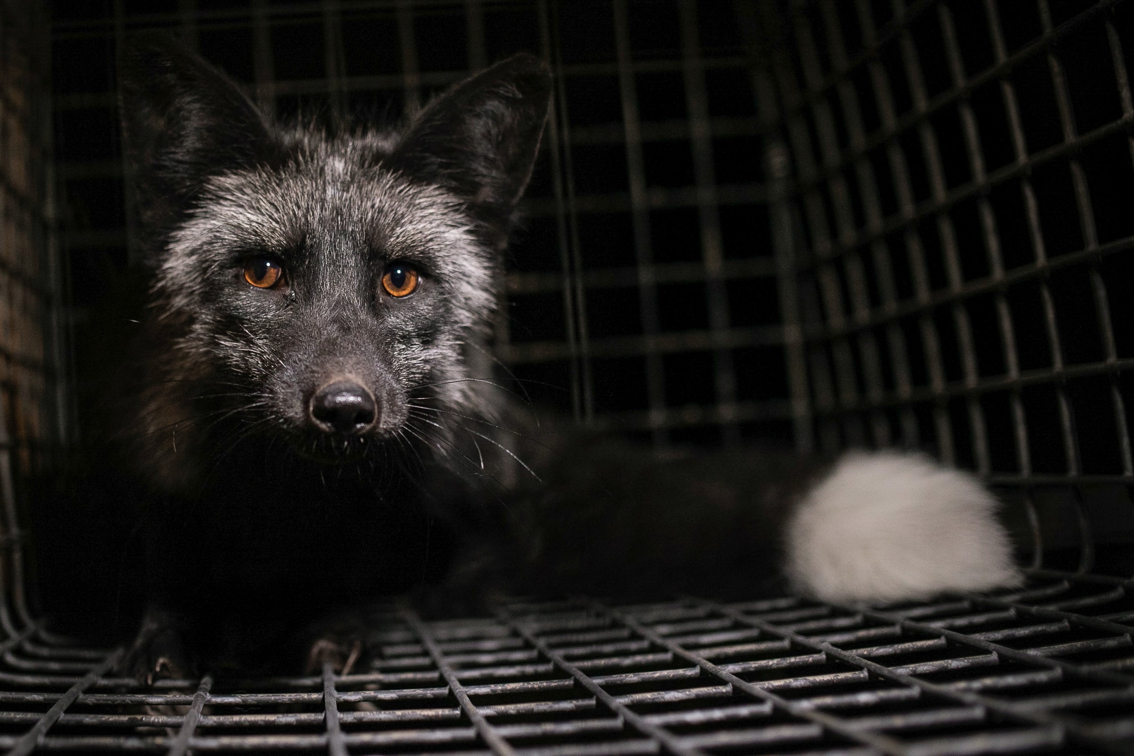 A Silver Fox Looks Out From A Small Cage At A Fur Farm. Poland, 2017. Andrew Skowron / We Animals Media