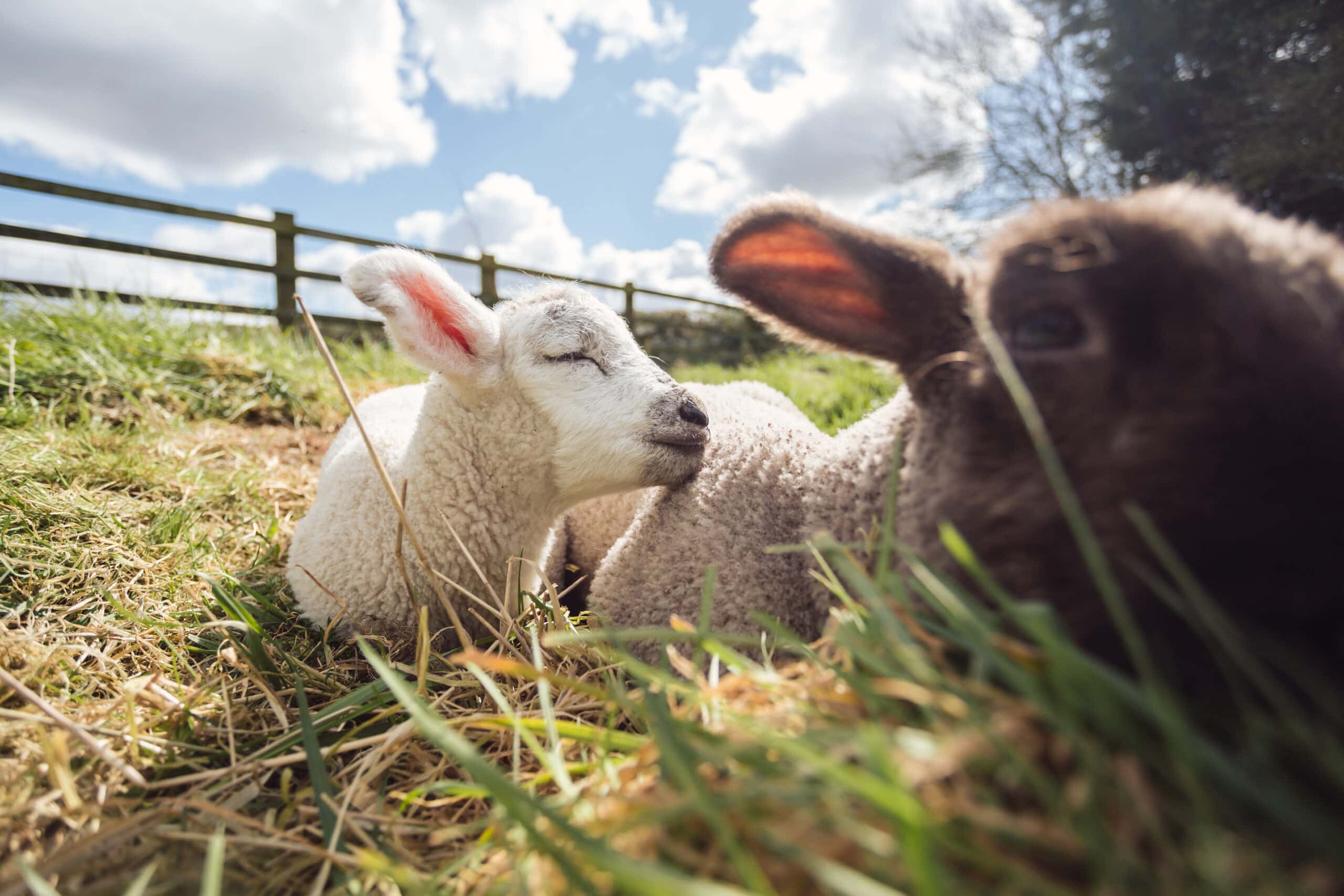 Two Previously Abandoned Lambs Lie On Grass In The Sunshine Together At Their New Home Surge Sanctuary.