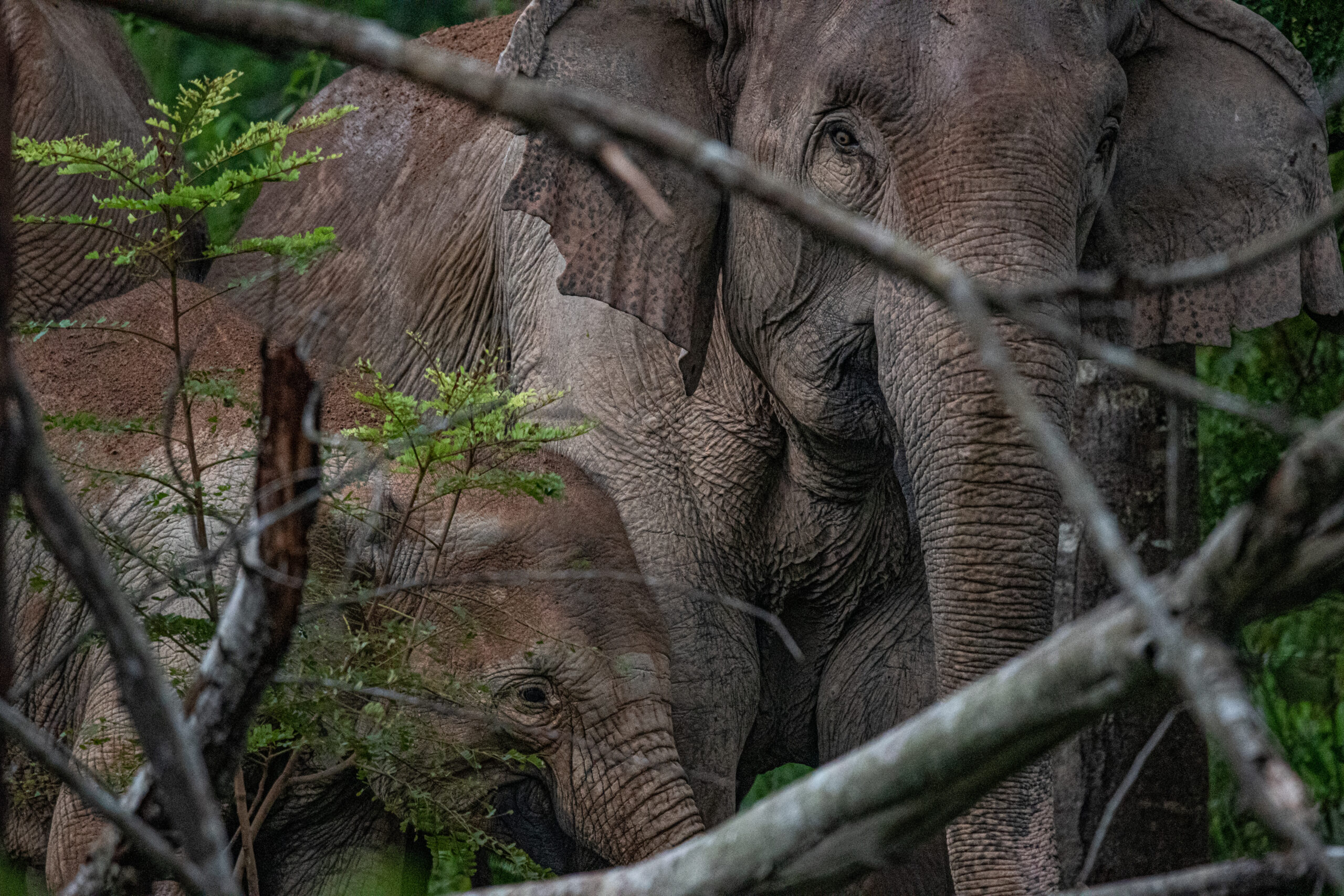 A Family Of Wild Asian Elephants Moves Through The Landscape At Dawn In Thailand's Kui Buri National Park. The Park Is Part Of Thailand's World Heritage Western Forest Complex (wefcom), One Of The Largest Networks Of Connected Protected Areas In Asia. Asian Elephants Are Endangered And Only Approximately 4,000 Remain In The Wild Throughout Their Range. Habitat Destruction And Fragmentation, Wild Capture For The Tourist Industry, And Poaching For Ivory Have Contributed To The Rapid Decline Of Wild Populations Over The Past 100 Years.