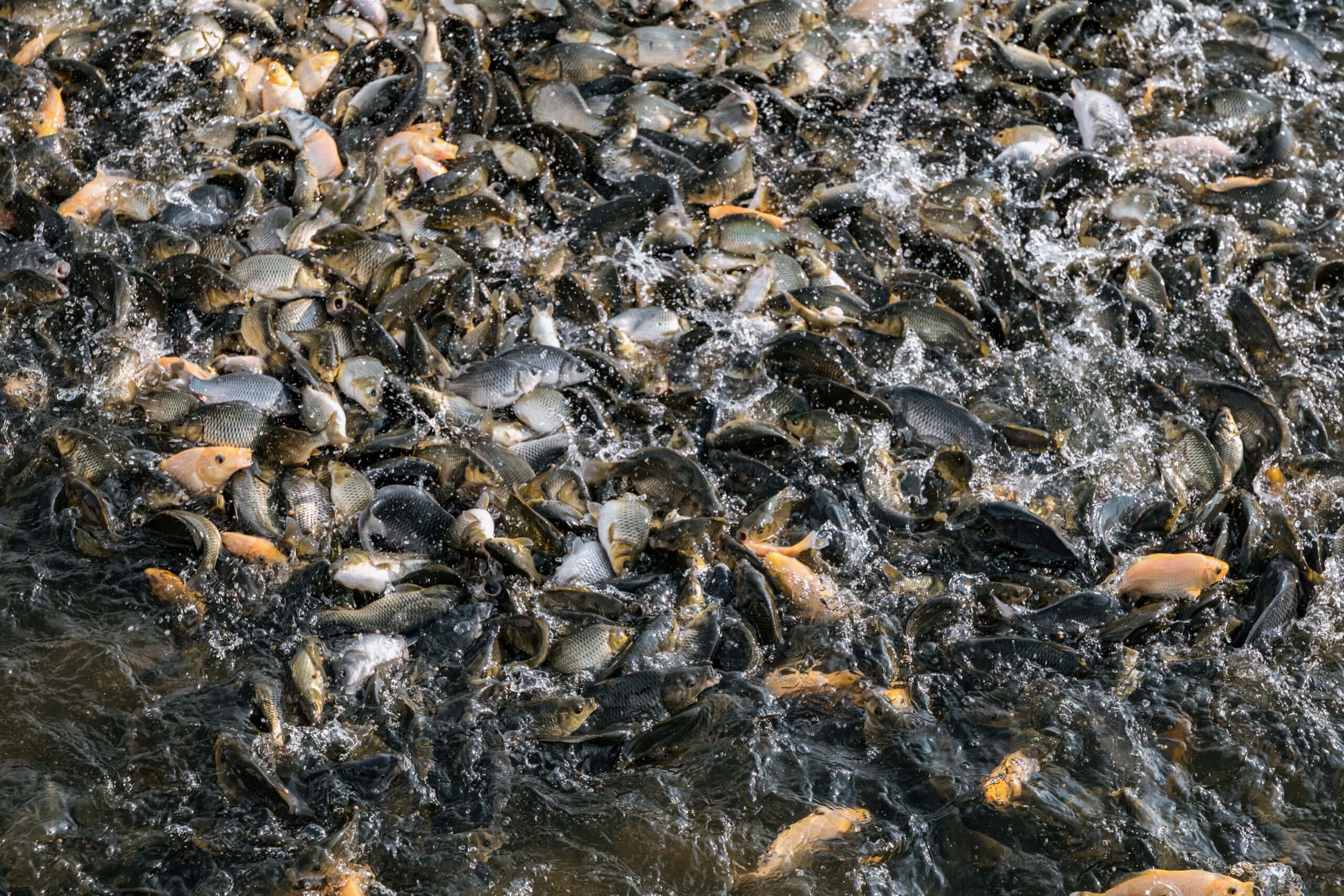 A Large Group Of Carp Splash At The Water's Surface As They Feed And Fight For Food Pellets Inside A Floating Cage. The Animals Are Being Raised For Food At An Indonesian Fish Farm Located On A Freshwater Reservoir.