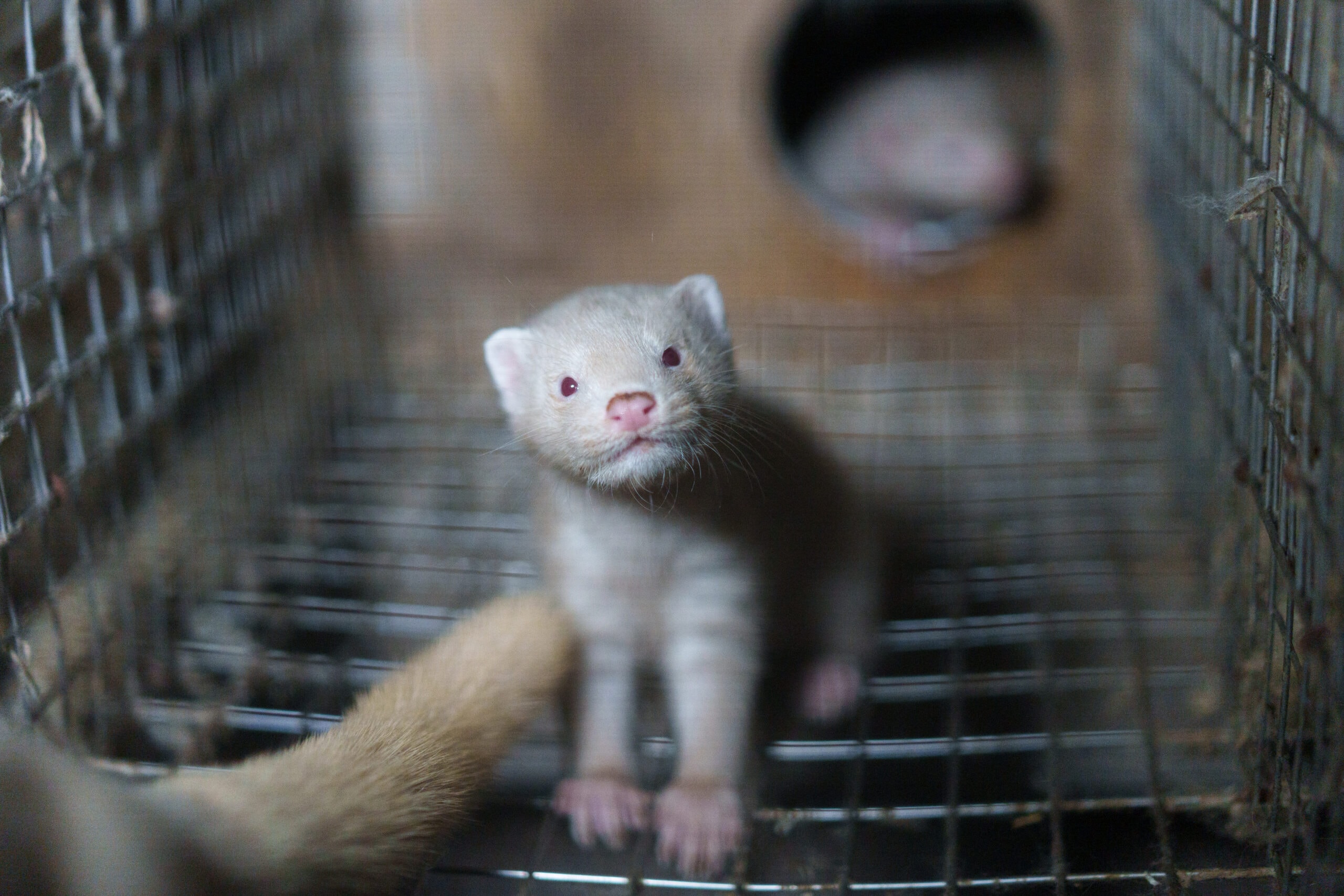 A Light Coloured Mink Kit Looks Up Inside A Bare Wire Cage On A Fur Farm. Mink Have Similar Receptors In Their Upper Respiratory Tract To Humans And Birds, Making Them A Very Suitable Intermediary Host Species For Many Viruses. Narpio, Finland, 2023. Oikeutta Elaimille / We Animals Media