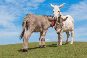 The Donkey Sanctuary Ii