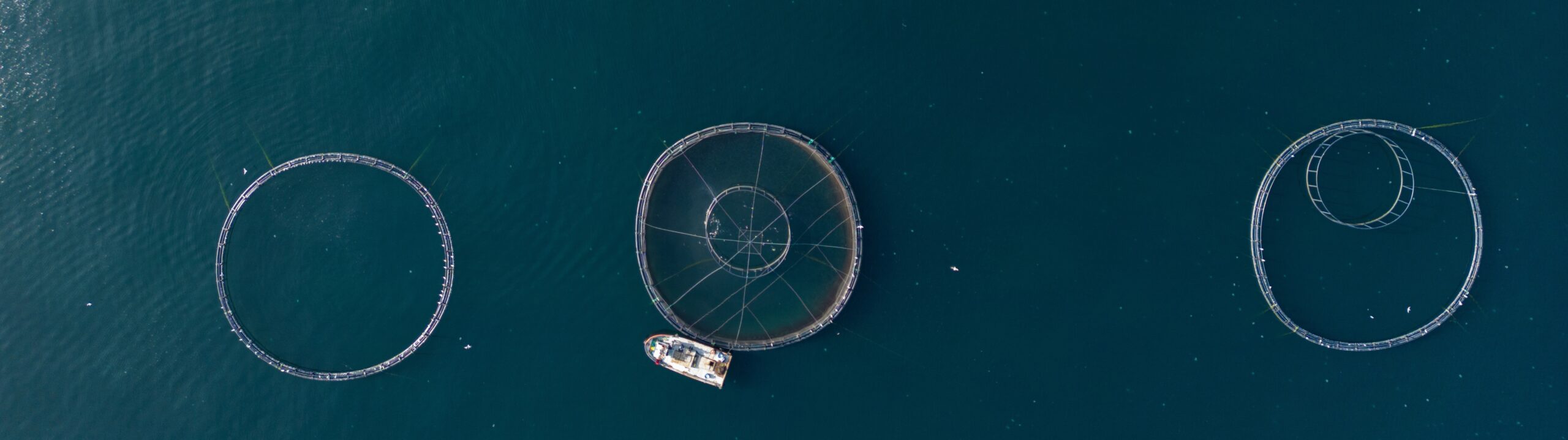 Six Fish Farm Cages Float On The Ocean, Covered With Netting To Prevent Birds From Eating The Fish Inside. Sea Bass Populate Some Of The Cages, While Others Sit Empty But Are Soon To Be Filled With Salmon. Trabzon, Trabzon Province, Black Sea Region, Turkiye, 2023. Havva Zorlu / We Animals Media