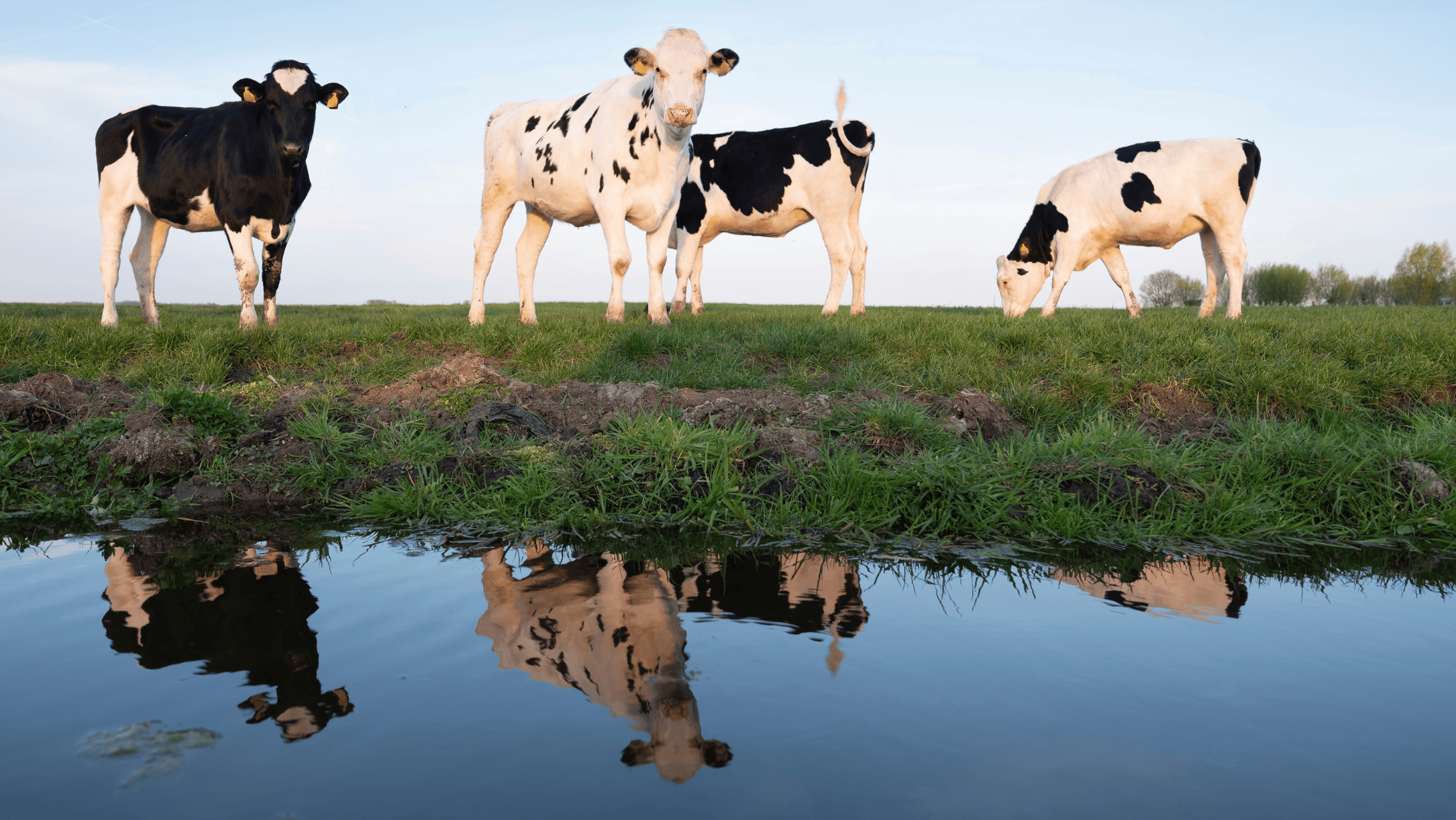 Cows Water Reflection