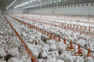 This Rearing Shed On An Industrial Broiler Chicken Farm Spans Up To 150 Metres Long And Houses Between 40,000 And 60,000 Birds. Farms May Consist Of One To 25 Such Sheds. The Chicks Are Delivered From Hatcheries At A Day Old And Grown Inside These Sheds Until Their Predetermined Slaughter Age, At Roughly 35 To 50 Days Of Age. Victoria, Australia, 2018. Bear Witness Australia / We Animals