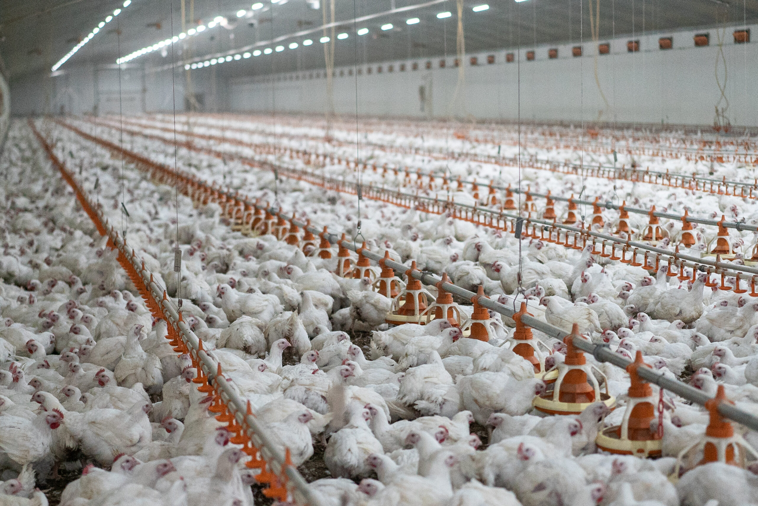 This Rearing Shed On An Industrial Broiler Chicken Farm Spans Up To 150 Metres Long And Houses Between 40,000 And 60,000 Birds. Farms May Consist Of One To 25 Such Sheds. The Chicks Are Delivered From Hatcheries At A Day Old And Grown Inside These Sheds Until Their Predetermined Slaughter Age, At Roughly 35 To 50 Days Of Age. Victoria, Australia, 2018. Bear Witness Australia / We Animals