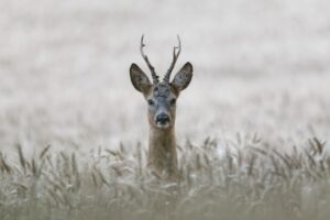 Nature Forest Wildlife Wild Deer Mammal 1417974 Pxhere.com (2)