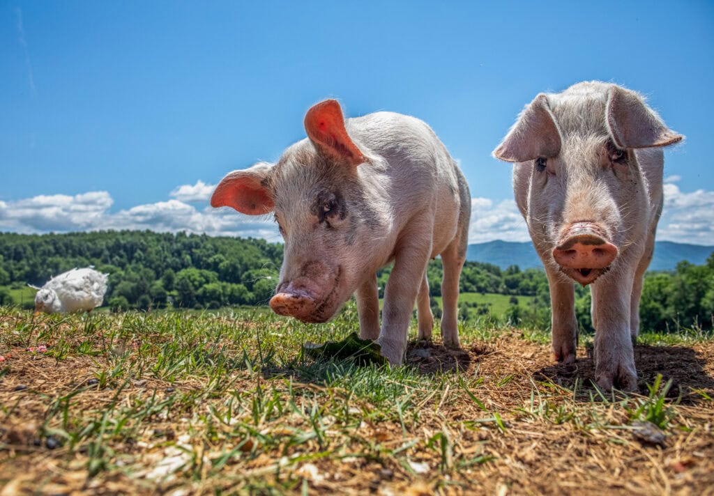 Clementine (L) and Winston (R) fell off transport trucks as piglets, in two different states, a fall that saved both their lives. The two live in sanctuary at Gentle Acres Animal Haven and are inseparable friends. Fairfield, Virgina, USA, 2024. Shannon Johnstone / We Animals Clementine (l) And Winston (r) Fell Off Transport Trucks As Piglets, In Two Different States, A Fall That Saved Both Their Lives. The Two Live In Sanctuary At Gentle Acres Animal Haven And Are Inseparable Friends. Fairfield, Virgina, Usa, 2024. Shannon Johnstone / We Animals
