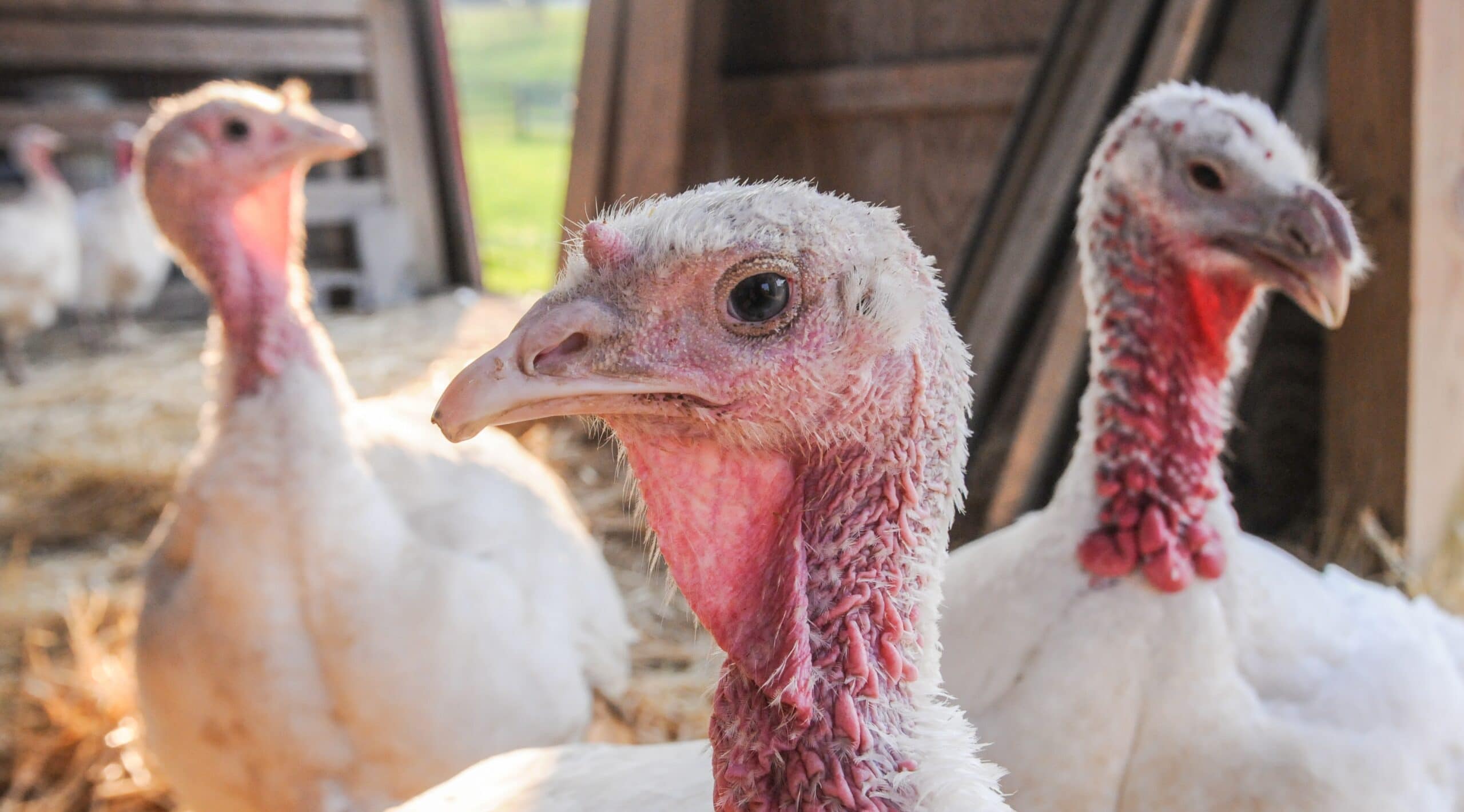 Rescued Turkeys At Farm Sanctuary. Watkins Glen, New York, Usa, 2009. Jo Anne Mcarthur / We Animals