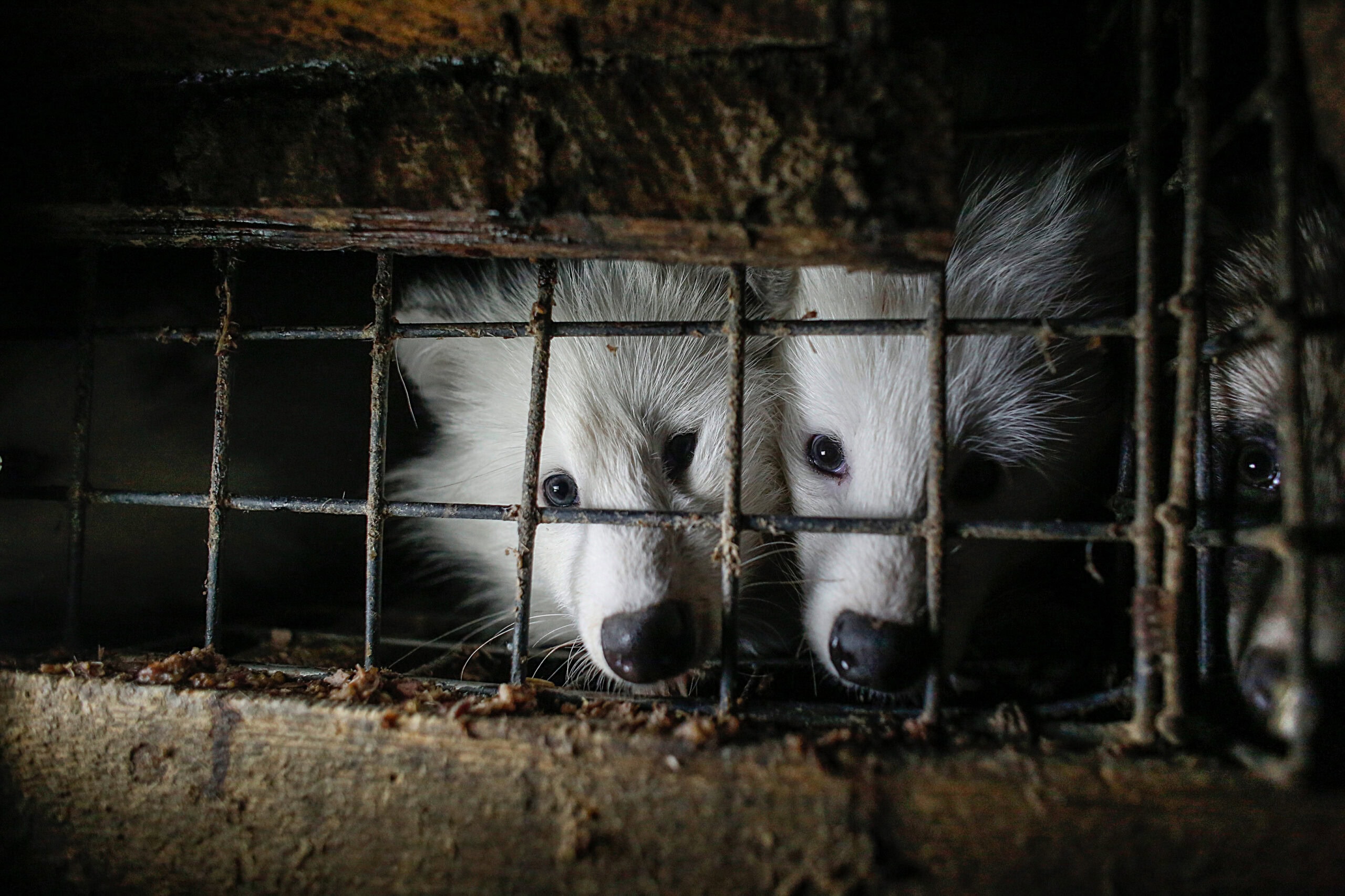 Three Raccoon Dogs Peek Out From Their Small Wire Cages At A Fur Farm In Poland. The Animals Are Curious About The Photographers Doing This Nighttime Investigation. Poland, 2015. Andrew Skowron / We Animals