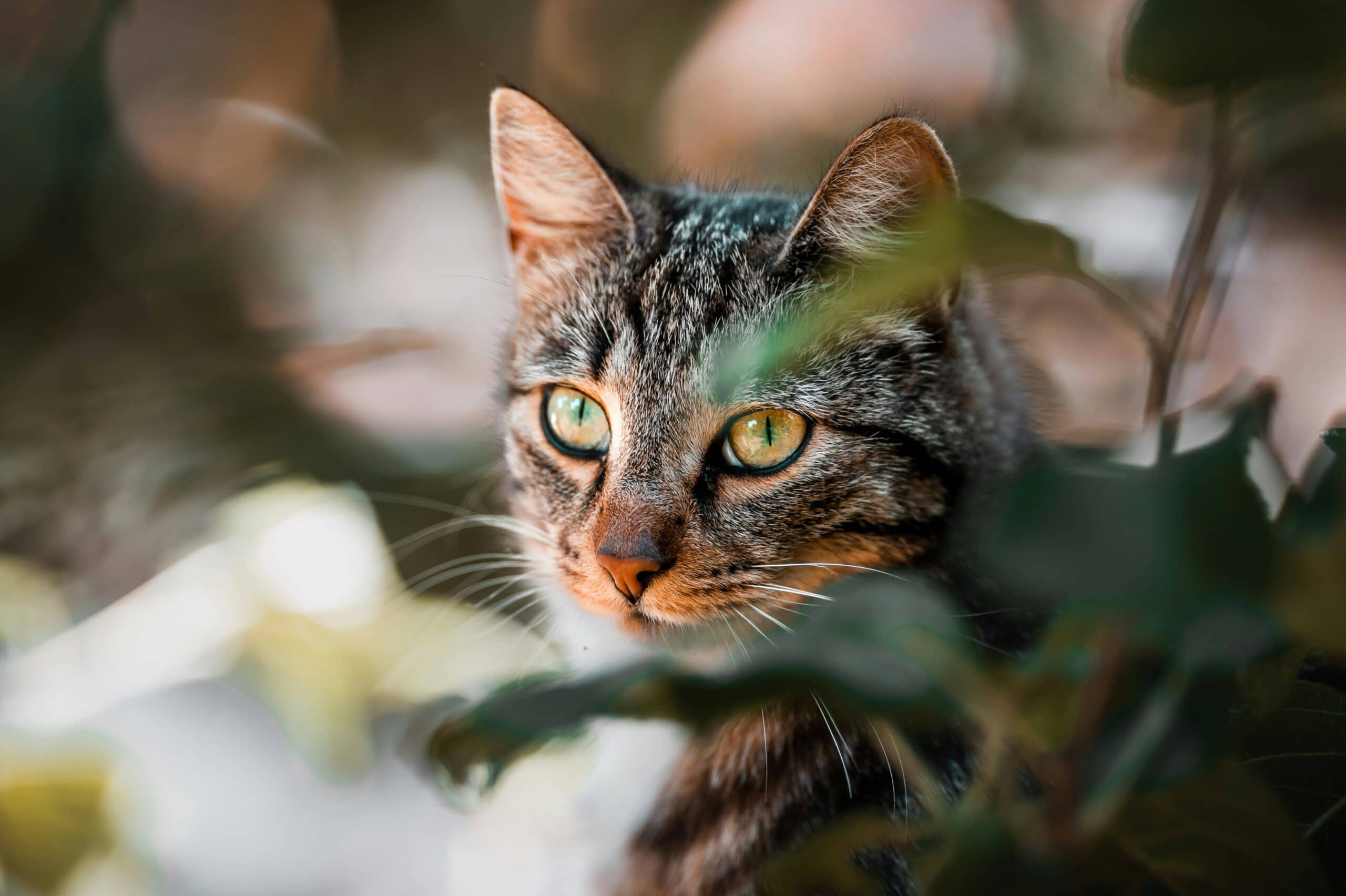 Cat photo jan gustavsson (1)