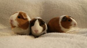 3 hamsters