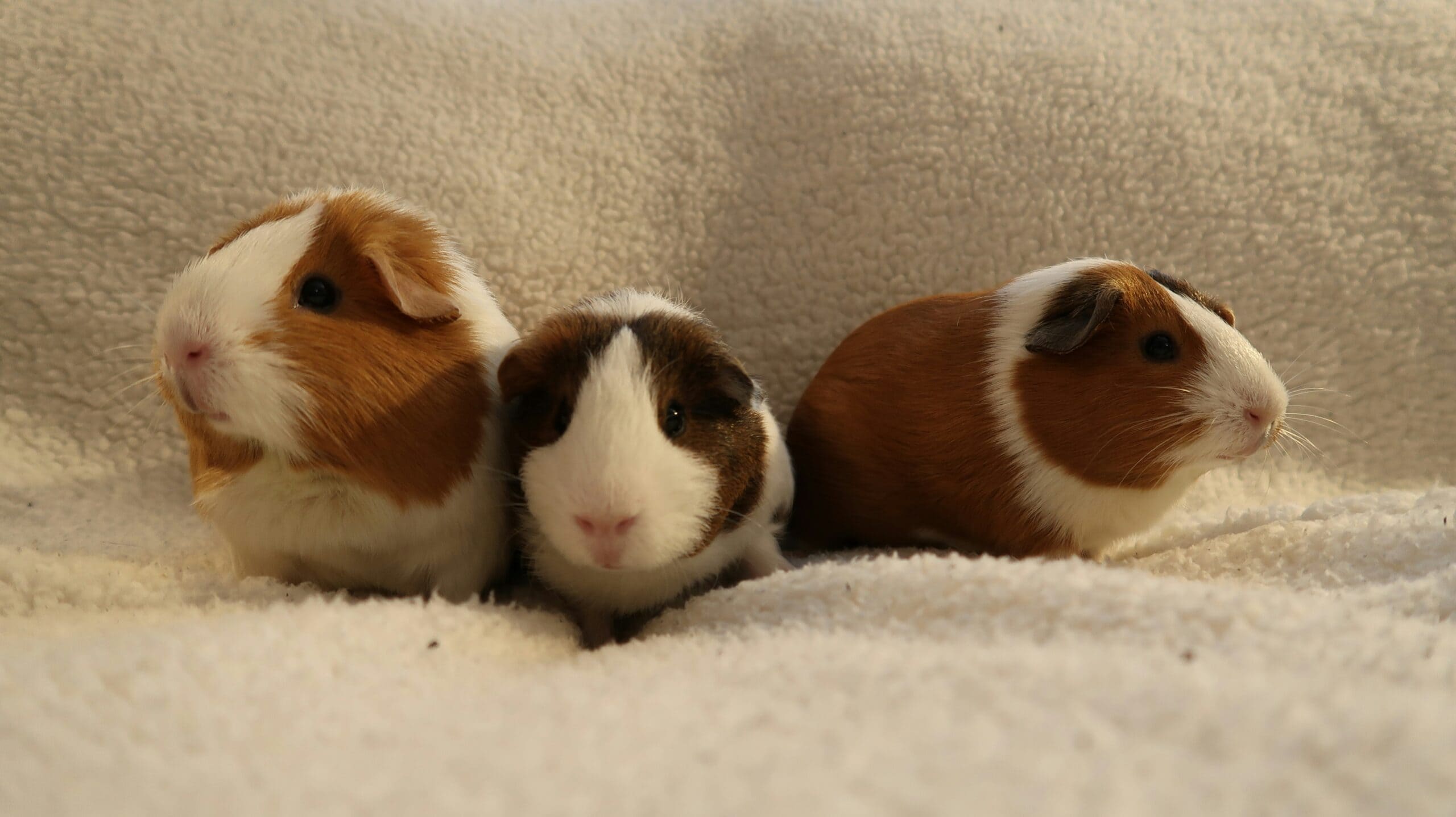 3 hamsters
