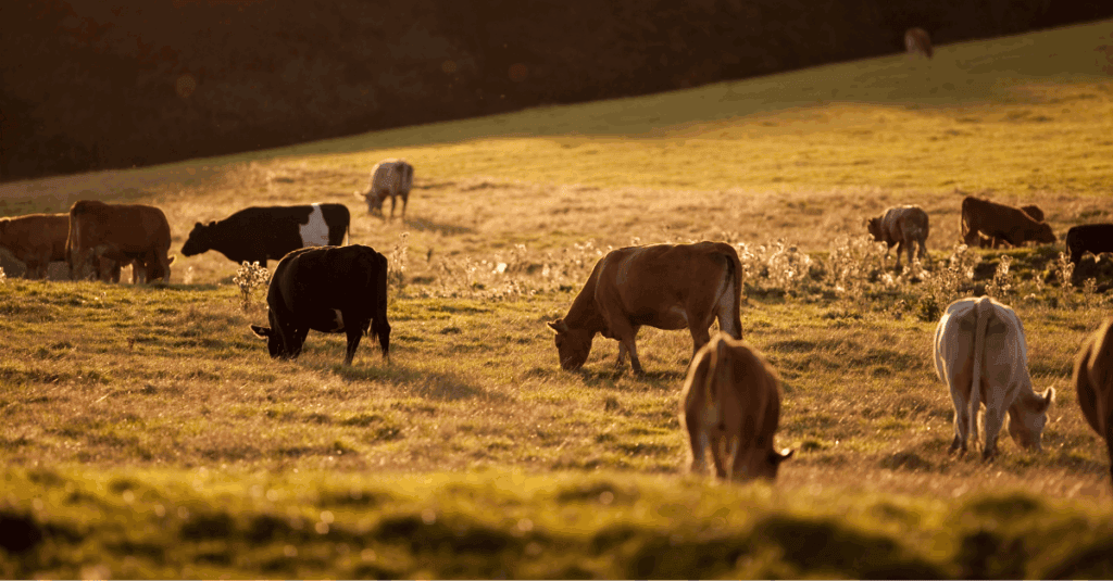Cows in the land Cows in the land