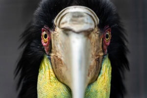 A wreathed hornbill at the bwrc bali wildlife rescue centre, tabanan, bali, indonesia, 2019. thomas machowicz / we animals