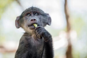 A young baboon snacks and plays with volunteers in c.a.r.e.'s orphanage. south africa, 2016. jo anne mcarthur / #unboundproject / we animals