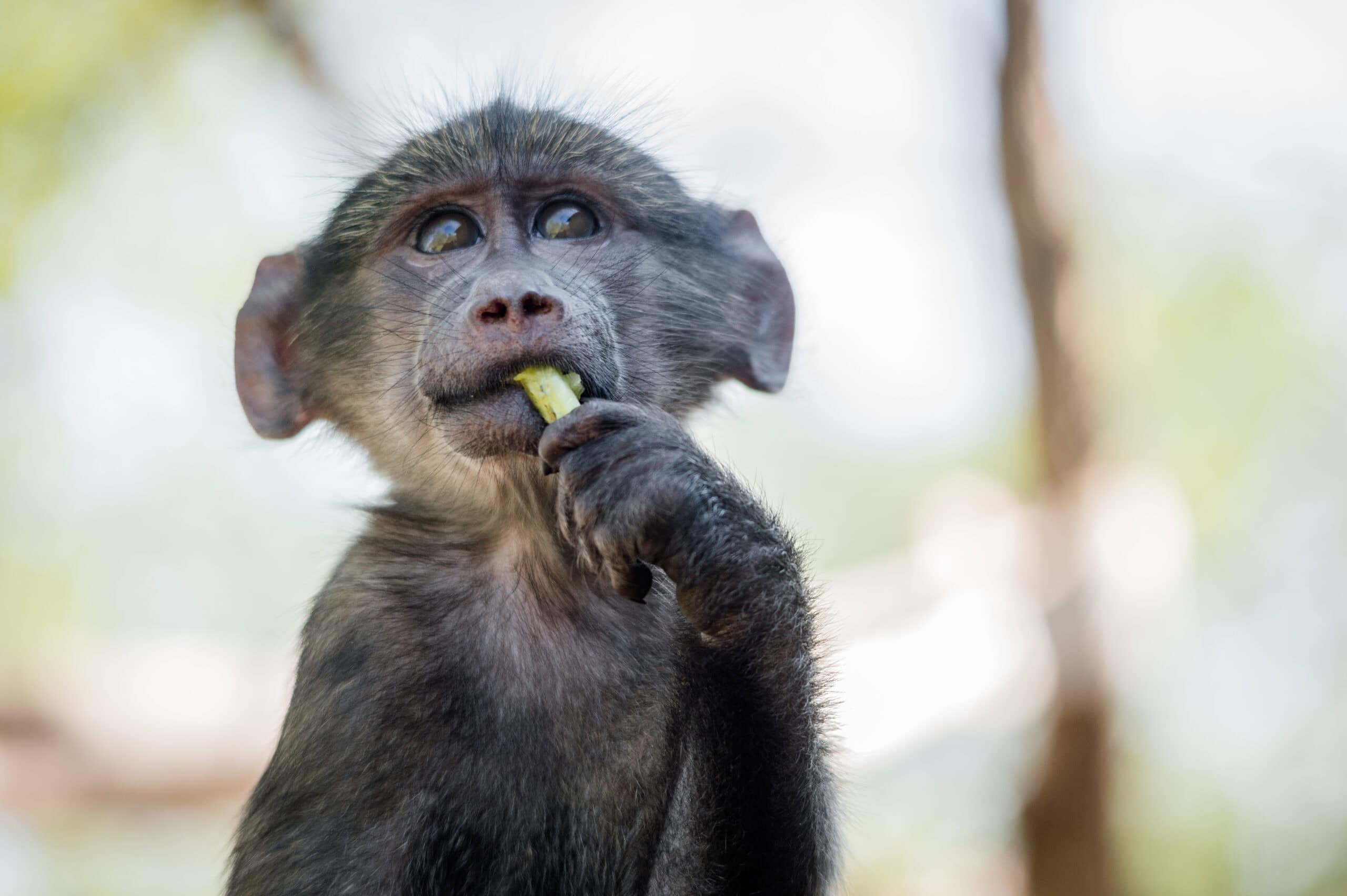 A young baboon snacks and plays with volunteers in c.a.r.e.'s orphanage. south africa, 2016. jo anne mcarthur / #unboundproject / we animals