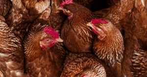 WHO Civil Society member