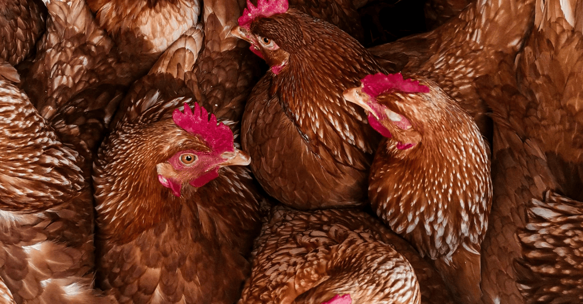 WHO Civil Society member