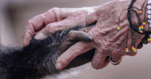 Remembering Dr Jane Goodall