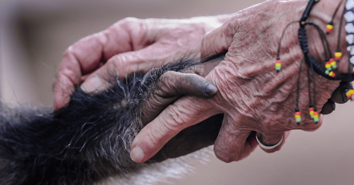 Remembering Dr Jane Goodall