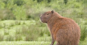 Capybara
