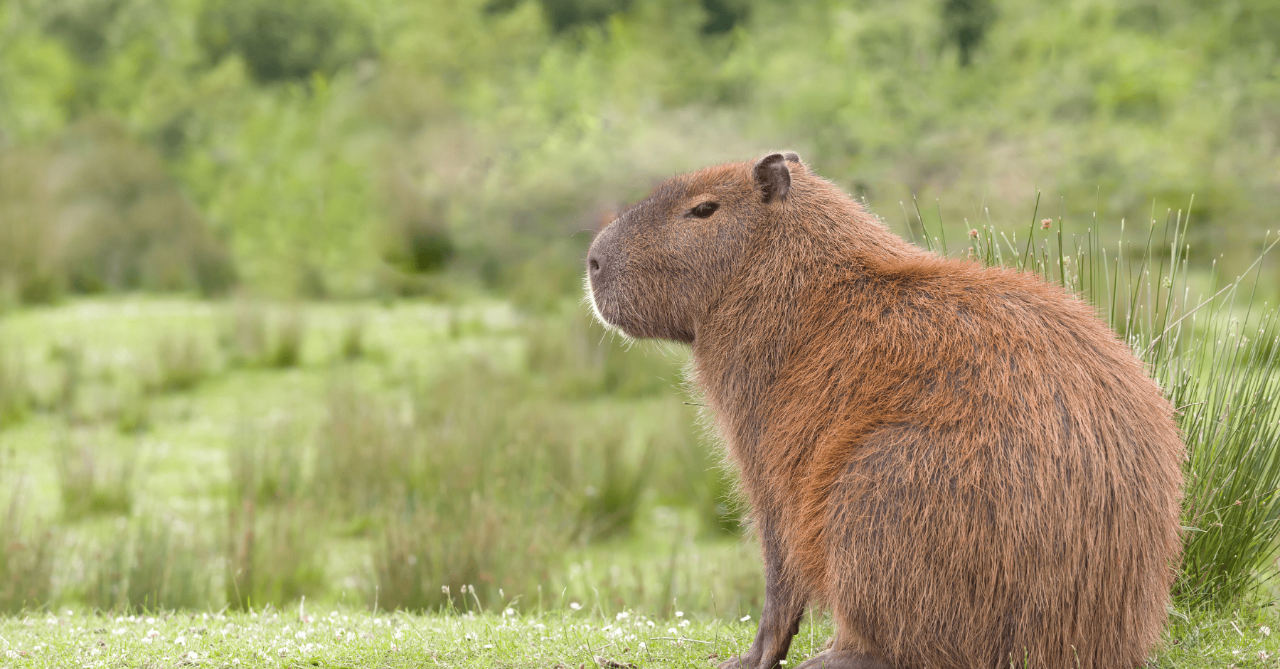 Capybara