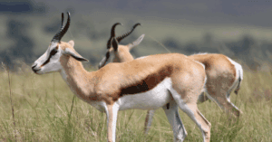 Animal Welfare as a Key Pillar of One Health at UNEA-7