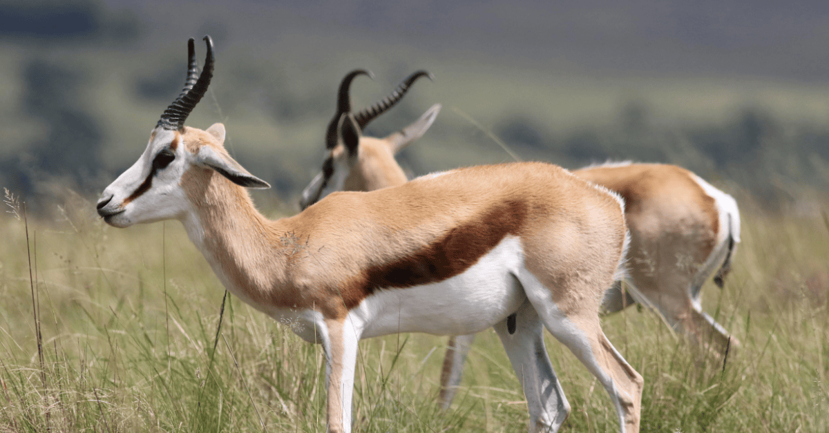 Animal Welfare as a Key Pillar of One Health at UNEA-7