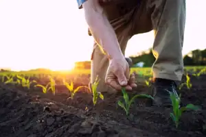 8dd20f47 726d 4ea5 9c18 98025dde72fbfield worker or agronomist checking health of corn crops in the field. (1)