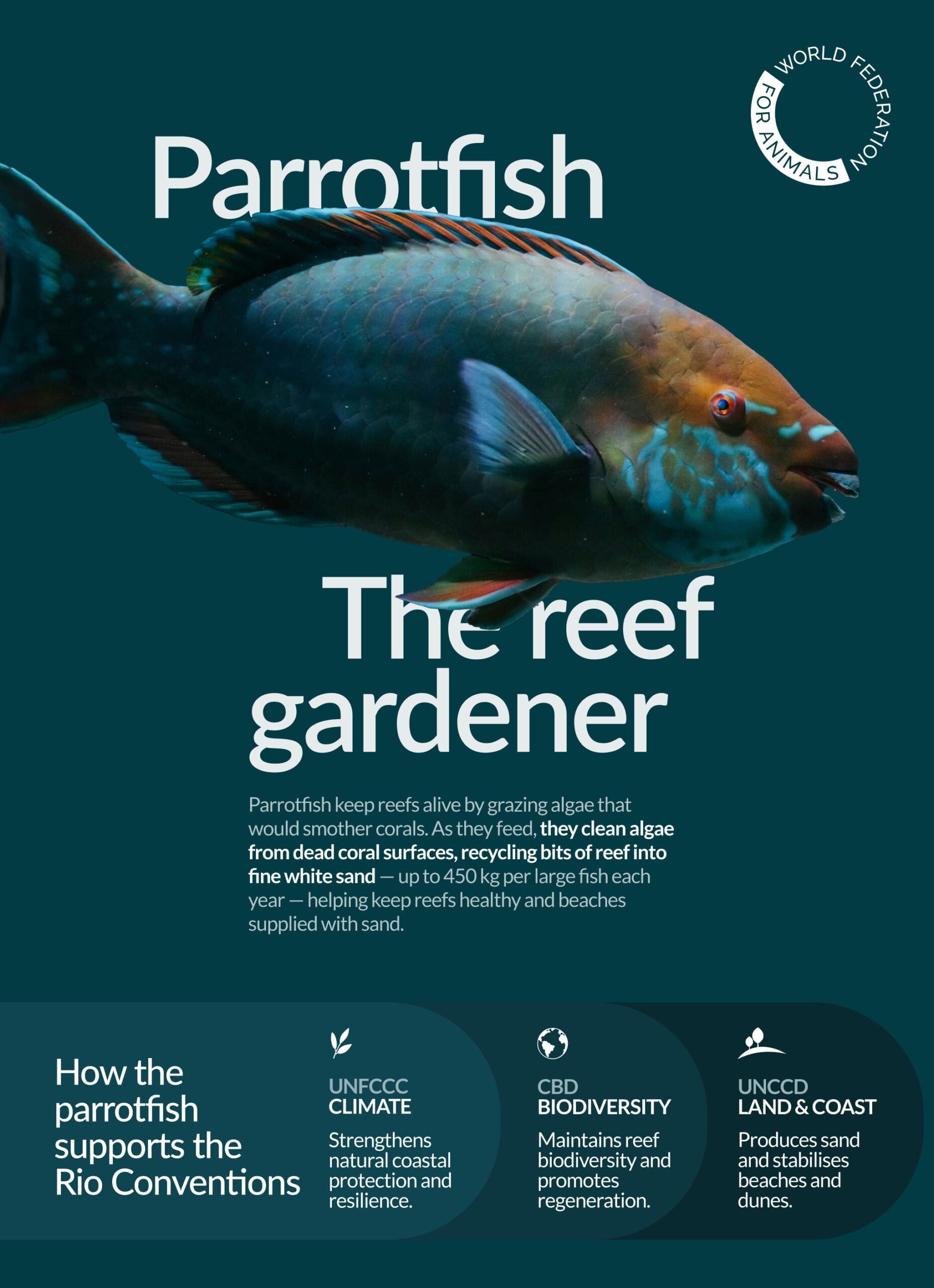 WFA COP30 Parrotfish