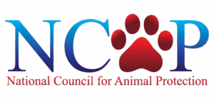 NCAP logo