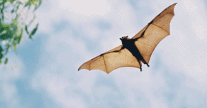 Website blog header