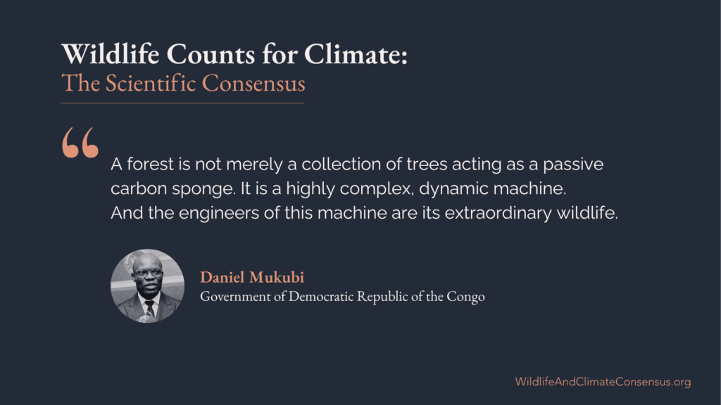 DRC Daniel Mukubi