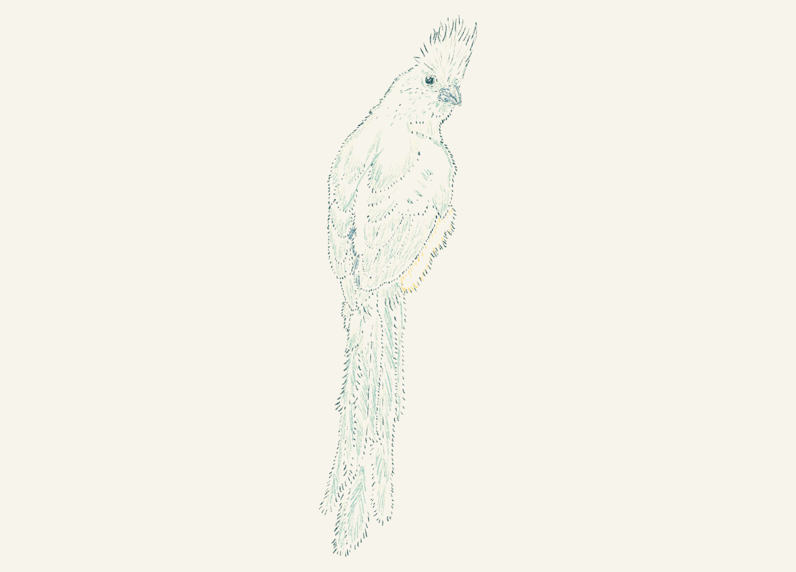 Cacatua