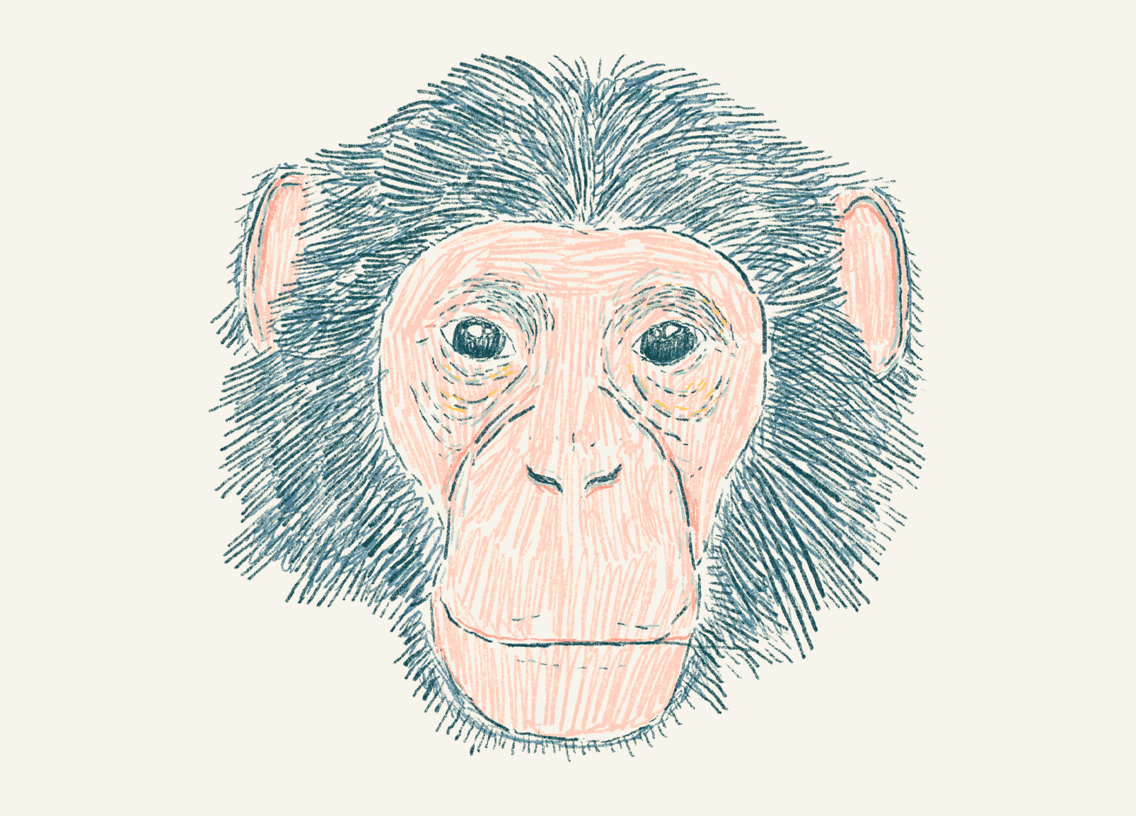 Chimp