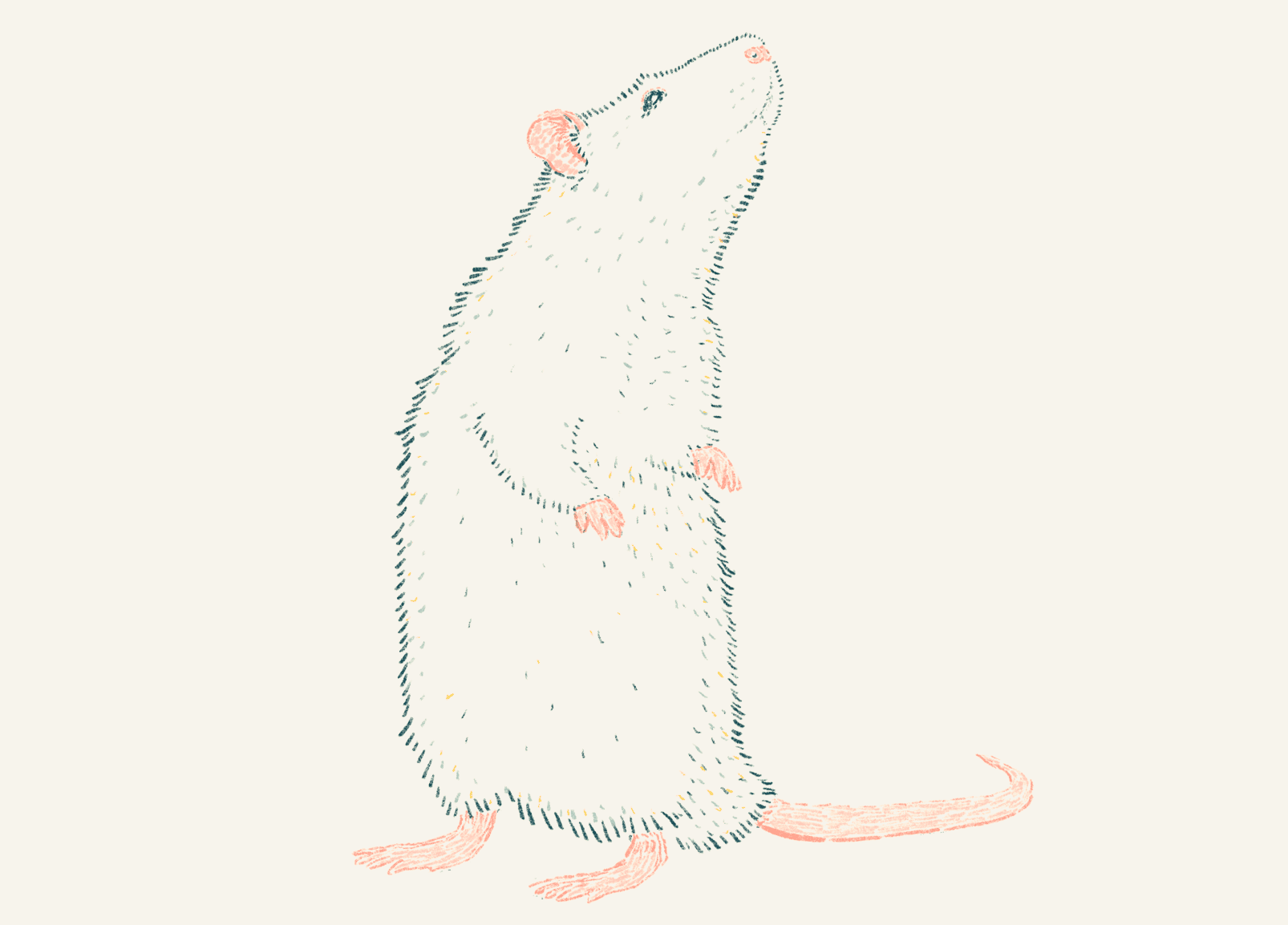 Rat